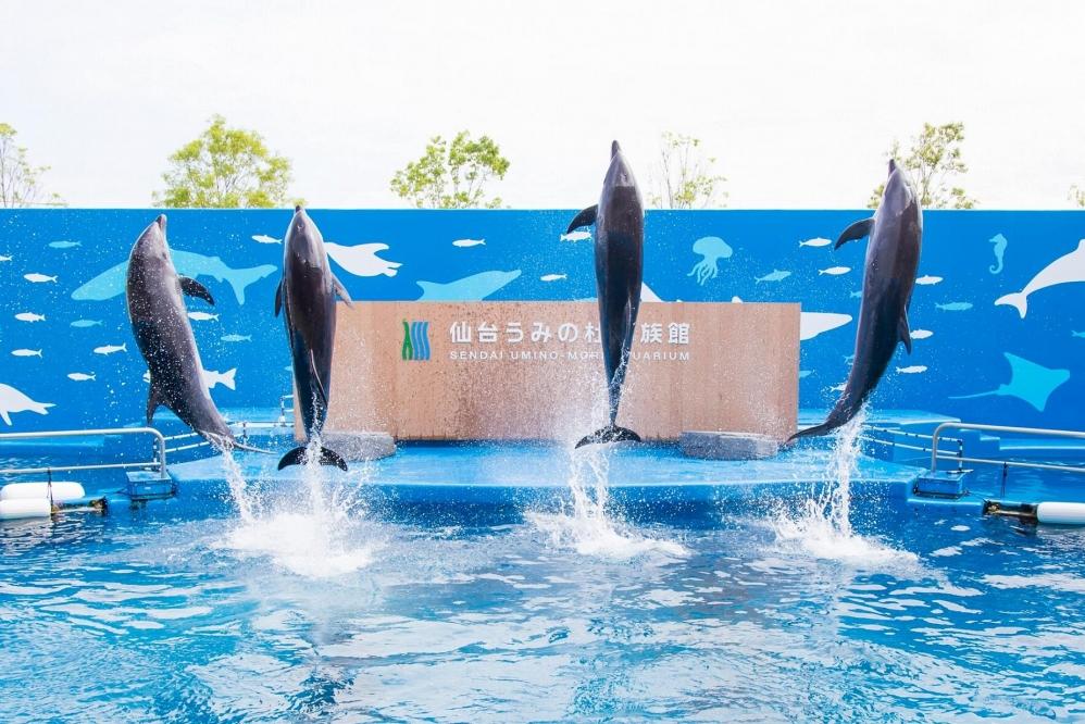 仙台うみの杜水族館 特別割引券 - 水族館