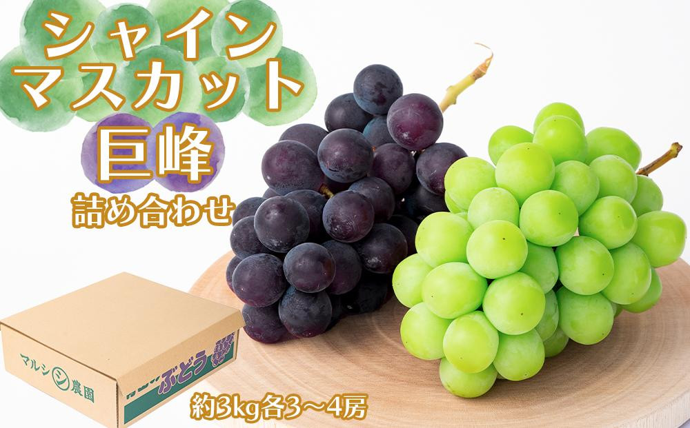 シャインマスカット、巨峰詰め合わせ&nbsp;約3kg（各3～4房）