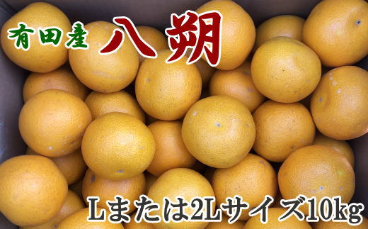 【手選果】有田産の八朔10kg（Lまたは2Lサイズいずれかお届け）★2025年1月下旬頃より順次発送【TM112】