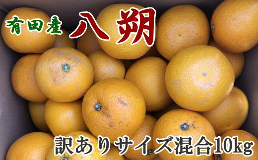 【手選果・訳あり】有田産の八朔10kg（サイズ混合）★2025年1月下旬頃より順次発送【TM114】