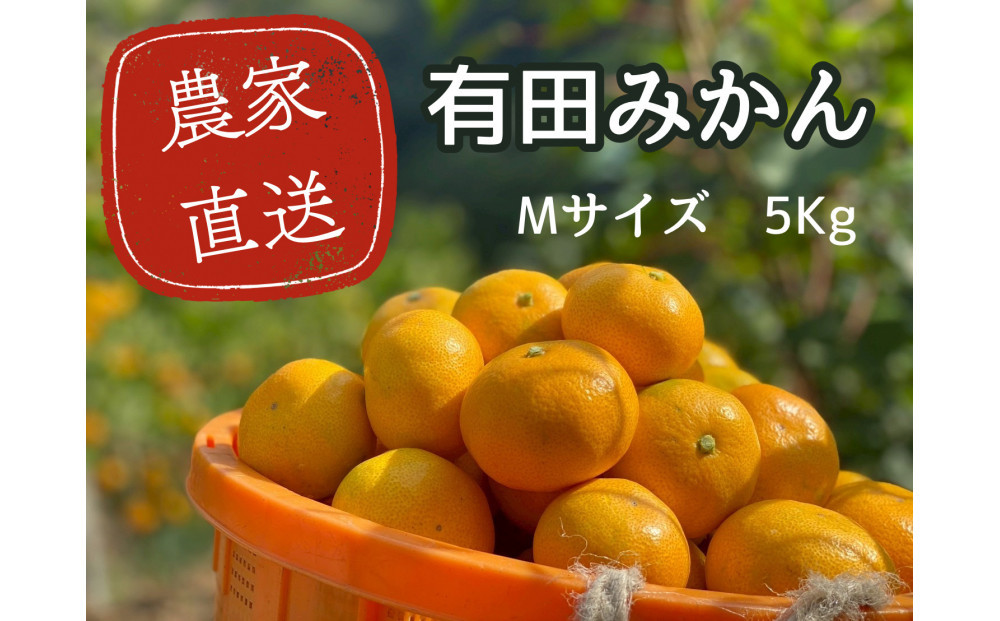 有田みかん&nbsp;M&nbsp;5kg&nbsp;贈答用&nbsp;乳酸菌栽培