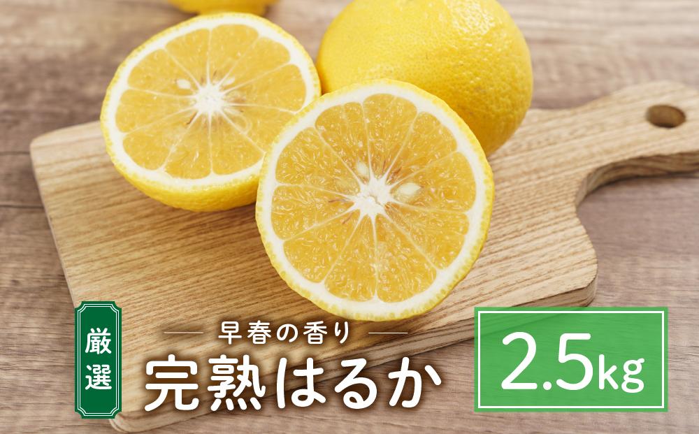 厳選！早春の香り！完熟はるか（2.5kg）2024年2月中旬～3月上旬 発送予定 フルーツ お取り寄せ 産地直送 もりの農園