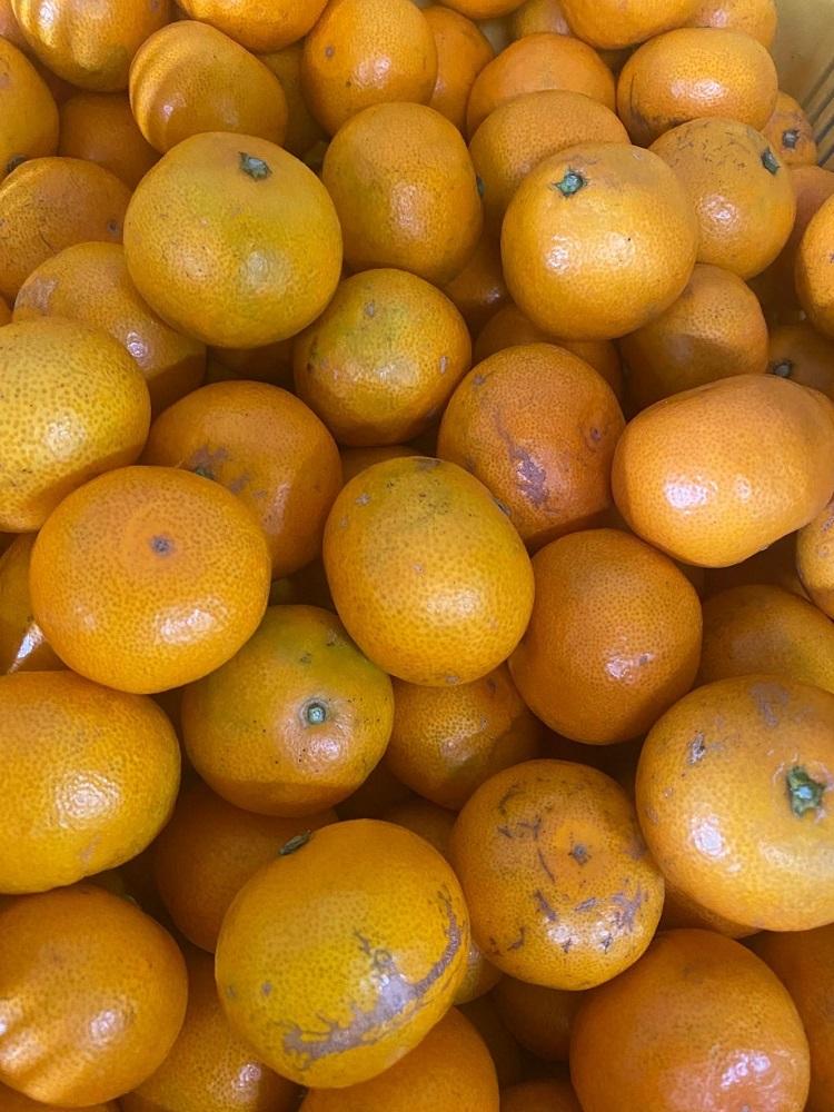 有田みかん 純宝丸 早生みかん 10㎏入り2ケース 【公式通販】