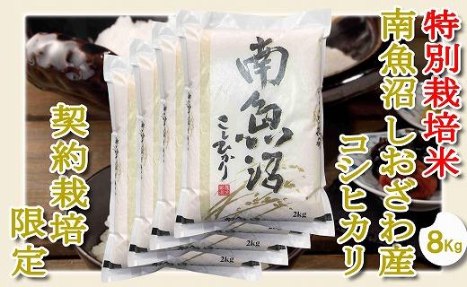 【令和7年産】【精米８Kg】特別栽培&nbsp;生産者限定&nbsp;&nbsp;南魚沼しおざわ産コシヒカリ
