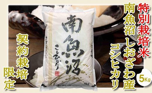 【令和7年産】【精米５Kg】特別栽培&nbsp;生産者限定&nbsp;&nbsp;南魚沼しおざわ産コシヒカリ