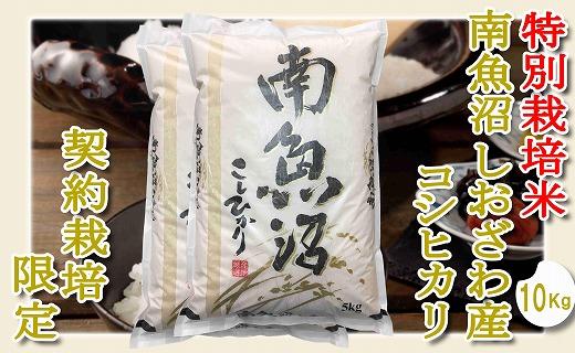 【令和7年産】【精米１０Kg】特別栽培&nbsp;生産者限定&nbsp;&nbsp;南魚沼しおざわ産コシヒカリ