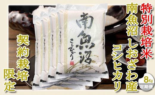 【令和7年産】【定期配送８Kg×６ヶ月】特別栽培&nbsp;生産者限定&nbsp;&nbsp;南魚沼しおざわ産コシヒカリ