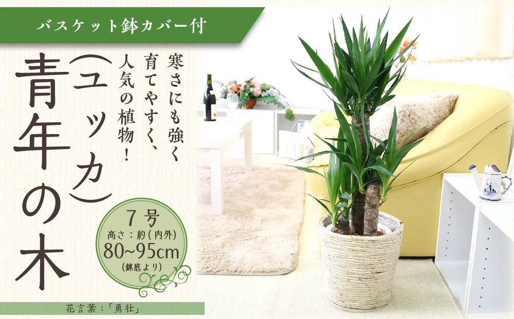 【観葉植物】青年の木（ユッカ）&nbsp;7号&nbsp;ホワイトバスケット鉢カバー&nbsp;土の表面：ウッドチップ&nbsp;【観葉植物&nbsp;植物&nbsp;鉢付&nbsp;インテリア&nbsp;部屋&nbsp;室内&nbsp;オフィス&nbsp;癒し&nbsp;エコ&nbsp;グリーン&nbsp;マイナスイオン&nbsp;リラックス&nbsp;オシャレ&nbsp;おしゃれ&nbsp;ギフト&nbsp;プレゼント&nbsp;贈り物&nbsp;人気&nbsp;おすすめ&nbsp;&nbsp;福岡県筑前町&nbsp;送料無料&nbsp;AG030】