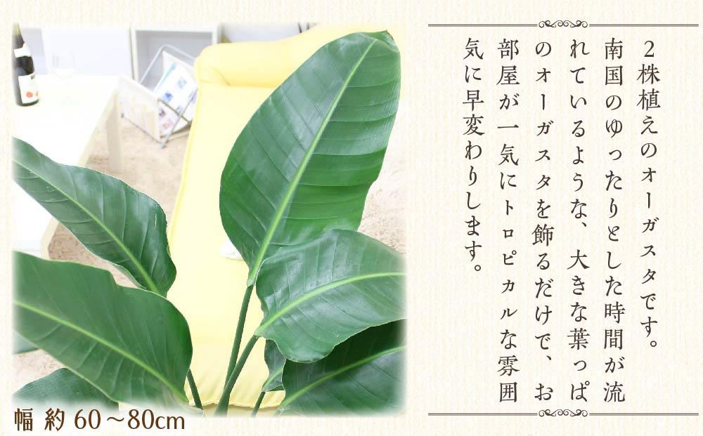 先行予約》オーガスタ 8号 ブラウンバスケット鉢カバー 土の表面