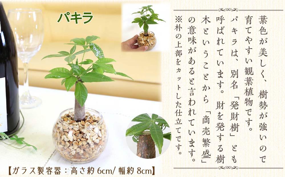 観葉植物】土を使わないで清潔なミニ観葉植物 ゼオライト植え・ガラス鉢 丸形 2鉢セット（パキラとサンスベリア）【観葉植物 植物 鉢付 インテリア 部屋  室内 オフィス 癒し エコ グリーン マイナスイオン リラックス オシャレ おしゃれ ギフト プレゼント 贈り物 人気 ...