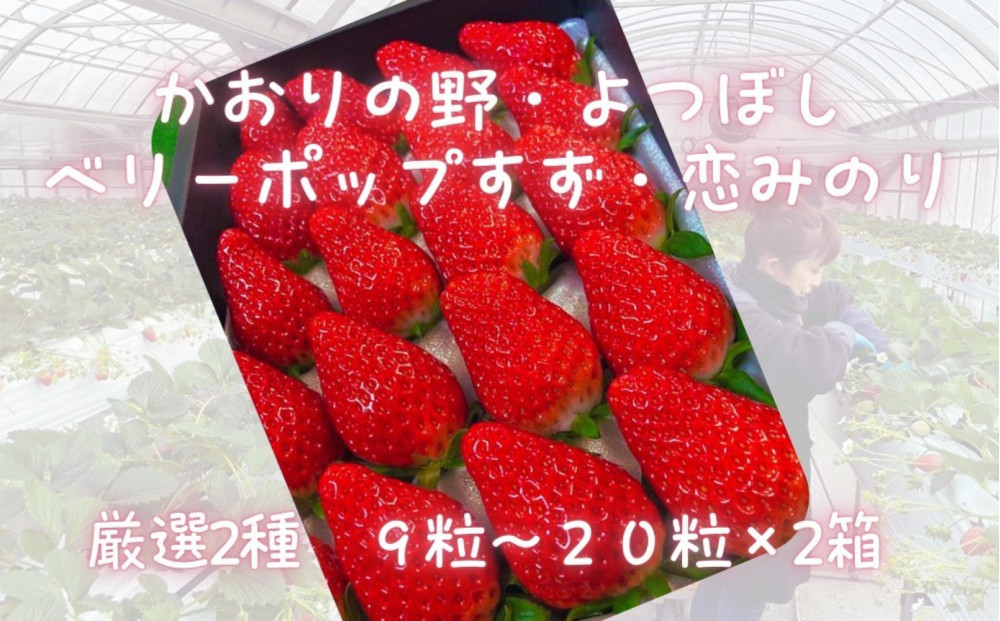 先行予約・数量限定！&nbsp;採れたて完熟いちご【かおり野・よつぼし・ベリーポップすず・恋みのり】&nbsp;9粒～20粒×2箱