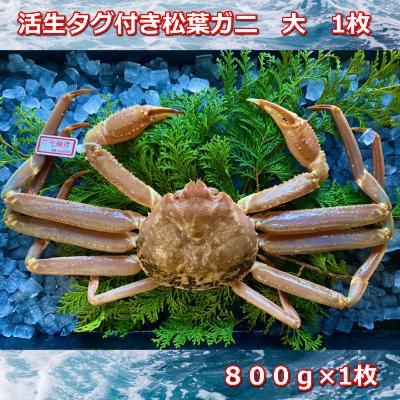 活きタグ付き松葉ガニ　大　１枚　800～940ｇ前後MK5