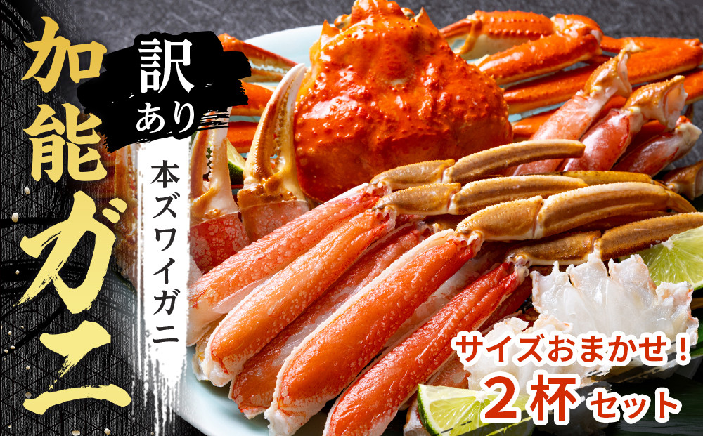 【訳あり】金沢港&nbsp;直送！サイズおまかせ&nbsp;ボイル&nbsp;加能ガニ&nbsp;2杯セット&nbsp;&nbsp;&nbsp;ズワイガニ&nbsp;ずわい&nbsp;ズワイ蟹&nbsp;蟹&nbsp;カニ&nbsp;冷蔵&nbsp;人気&nbsp;おすすめ&nbsp;期間限定&nbsp;石川&nbsp;金沢&nbsp;加賀百万石&nbsp;加賀&nbsp;百万石&nbsp;北陸&nbsp;北陸復興&nbsp;北陸支援