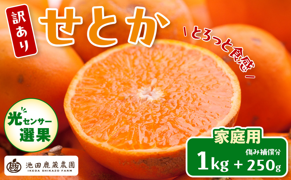 ［先行予約］家庭用&nbsp;せとか1kg+250g（傷み補償分）［柑橘・春みかんの王様］［わけあり・訳あり］［光センサー選果・食べ頃出荷］［IKE118w］