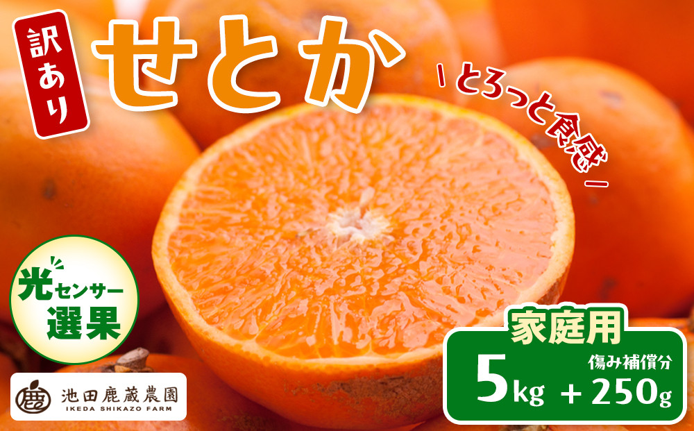 ［先行予約］家庭用&nbsp;せとか5kg+250g（傷み補償分）［柑橘・春みかんの王様］［わけあり・訳あり］［光センサー選果・食べ頃出荷］［IKE63w］