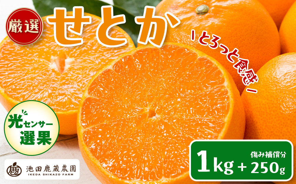［先行予約］厳選&nbsp;せとか1kg+250g（傷み補償分）［柑橘・春みかんの王様］［光センサー選果・食べ頃出荷］［IKE60w］