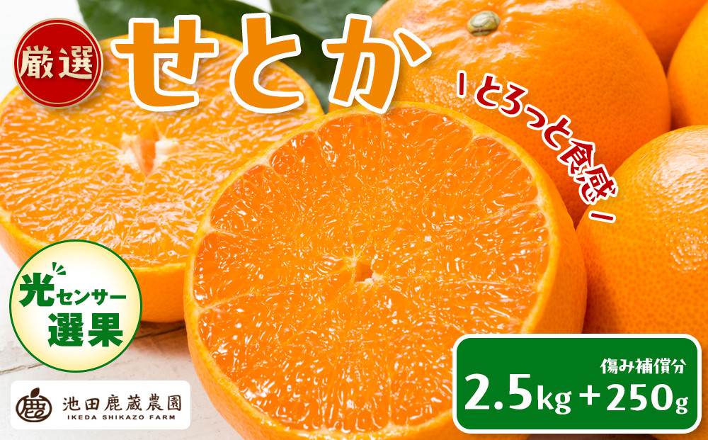 ［先行予約］厳選&nbsp;せとか2.5kg+250g（傷み補償分）［柑橘・春みかんの王様］［光センサー選果・食べ頃出荷］［IKE61w］