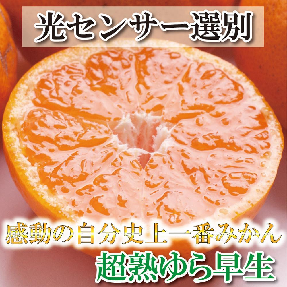 ＜2024年11月より発送＞厳選 超熟有田みかん1.5kg+45g（傷み補償分）【自分史上一番みかん】【光センサー選果】