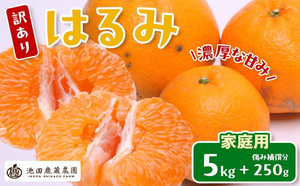 ［先行予約］家庭用&nbsp;はるみ5kg+250g（傷み補償分）［デコポンの姉妹品種・新食感春みかん］［わけあり・訳あり］