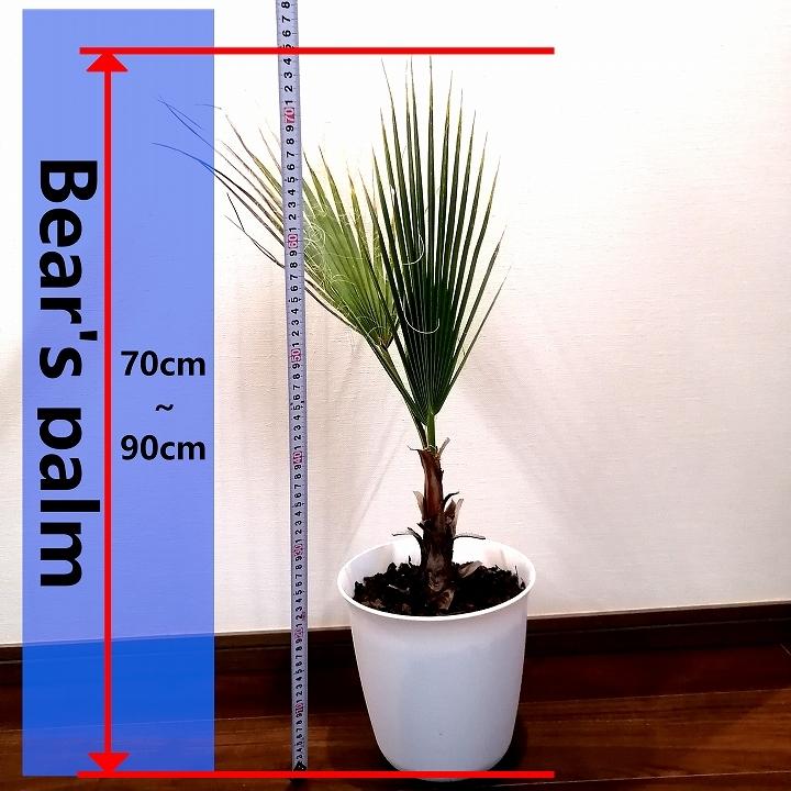 静岡県発) ワシントンヤシ - 植物/観葉植物