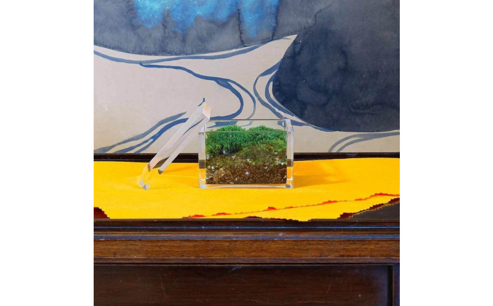 【銀座花粂】青蓮院の苔&nbsp;春&nbsp;(3月20日頃到着&nbsp;寄付日：2月3日から3月1日の方)