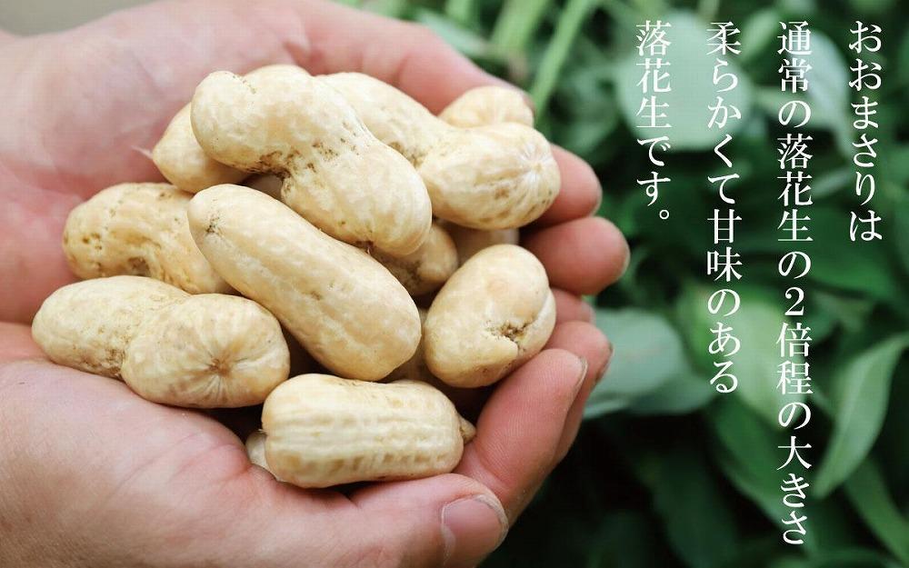 食べ応え抜群の大粒落花生「おおまさり」５００g袋×４袋≪数量限定