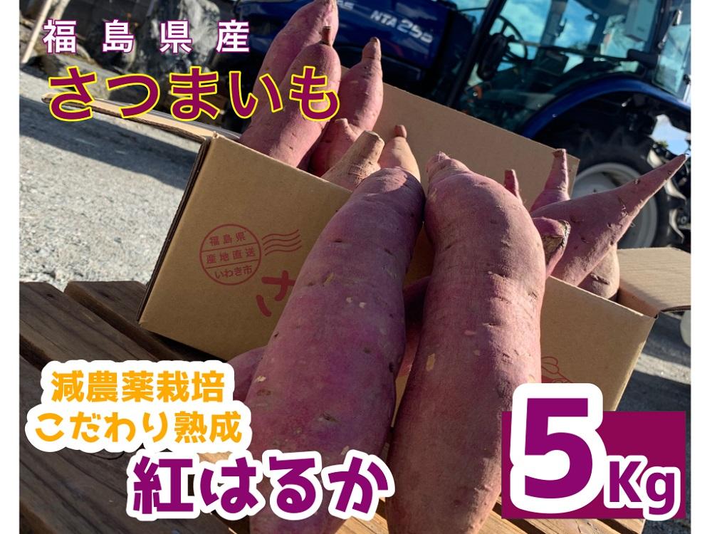 サツマイモ　紅はるか　5Kg　サイズおまかせセット