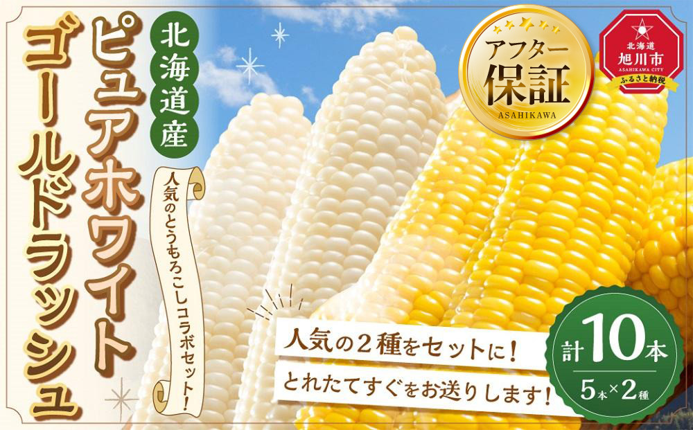 とうもろこしコラボセット!　ピュアホワイト5本×ゴールドラッシュ5本（2025年8月下旬より発送予定）【&nbsp;白いとうもろこし&nbsp;人気&nbsp;北海道産&nbsp;糖度&nbsp;生&nbsp;野菜&nbsp;スイートコーン&nbsp;産地直送&nbsp;バーベキュー&nbsp;BBQ&nbsp;コーン&nbsp;旬&nbsp;お取り寄せ&nbsp;旭川市&nbsp;北海道&nbsp;】_03648