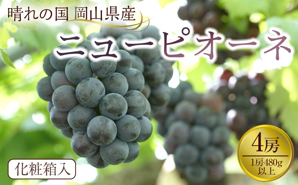 GC14【先行予約】岡山県産 ニューピオーネ  4房（1房480g以上）約2kg【ぶどう ニューピオーネ フルーツ 国産 人気 おすすめ 岡山県 倉敷市】