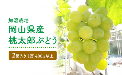 GV05　【加温栽培】岡山県産桃太郎ぶどう2房入り（1房480ｇ以上）＜2025年発送＞