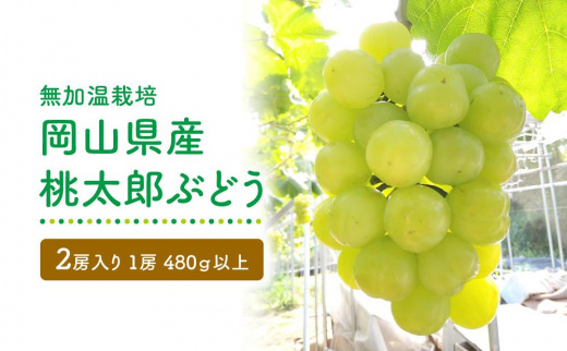 GV06　【無加温栽培】岡山県産桃太郎ぶどう2房入り（1房480ｇ以上）＜2024年発送＞