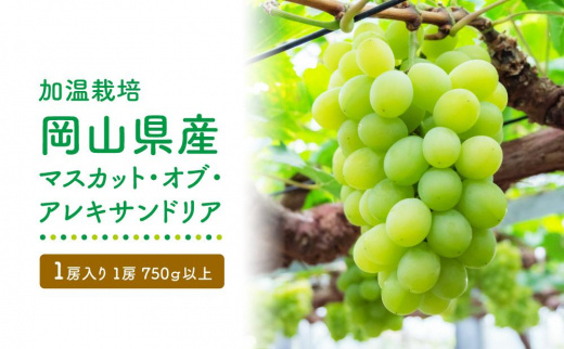 GV07　【加温栽培】岡山県産マスカット・オブ・アレキサンドリア1房入り（1房750ｇ以上）＜2025年発送＞