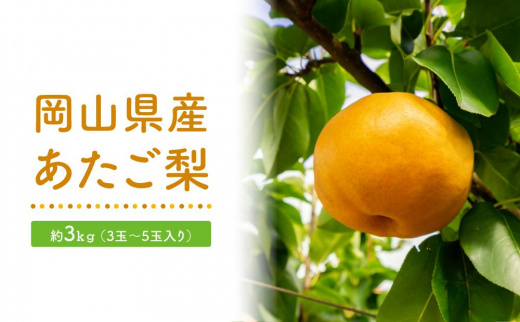 GV28　あたご梨約3kg 3～5玉入＜2024年発送＞【梨 なし 果物 フルーツ 国産 人気 おすすめ 岡山県 倉敷市】