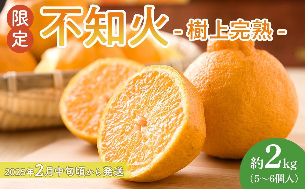 【限定】 不知火 樹上完熟 約2kg （5～6個入）【2025年2月中旬頃から発送】【KG6】