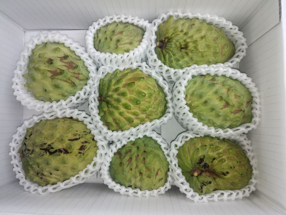 希少!!　森のアイスクリーム　アテモヤ