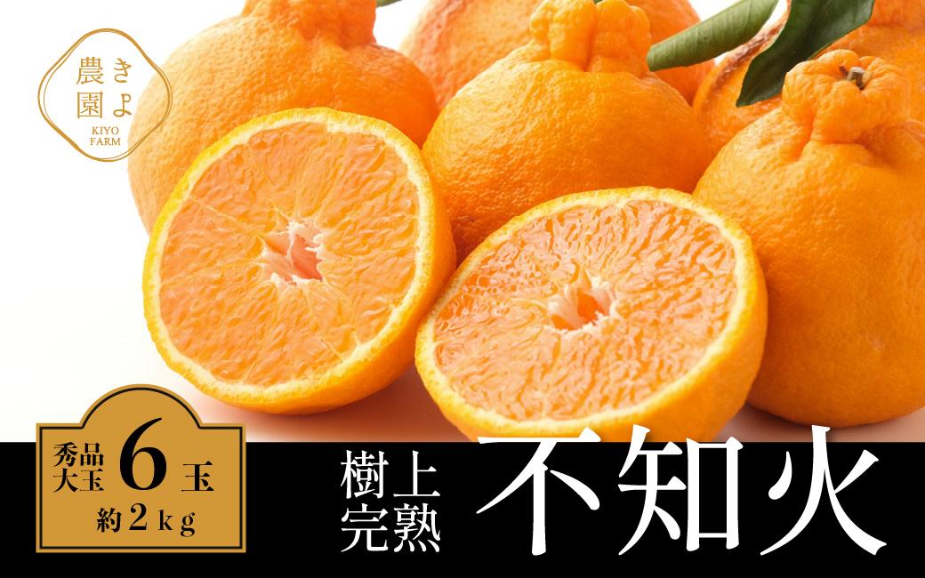 不知火 希少な樹上完熟！ 秀品大玉 6個入 (約2kg)　【先行予約 2025年2月下旬頃から発送】【KT2】