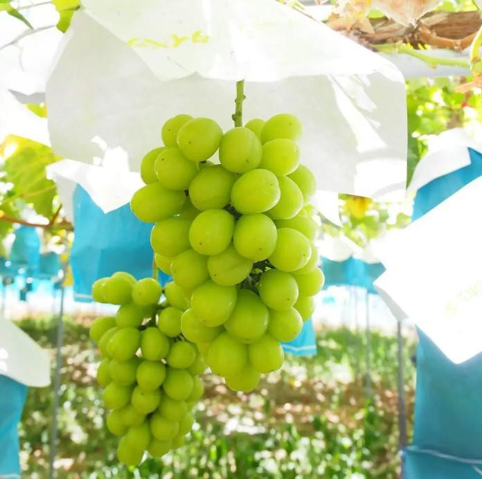 【8・9・12月 全3回】紀州産 シャインマスカットとフルーツの定期便A（シャインマスカット・梨・みかん） 【魚鶴商店】