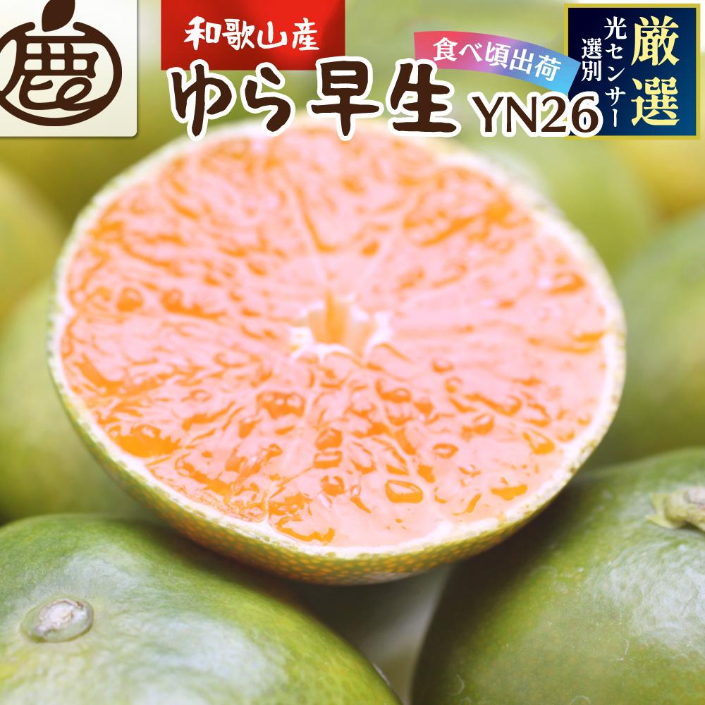 厳選 極早生有田みかん 2kg+60g（傷み補償分）【YN26・ゆら早生】＜2024年9月中旬より発送＞