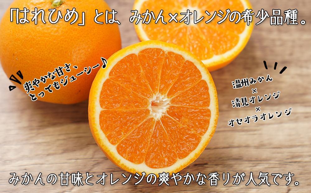 はれひめ（ミカンの希少種） 秀品 約5ｋｇ（25個～30個入）【先行予約】【2024年12月中旬頃から発送】