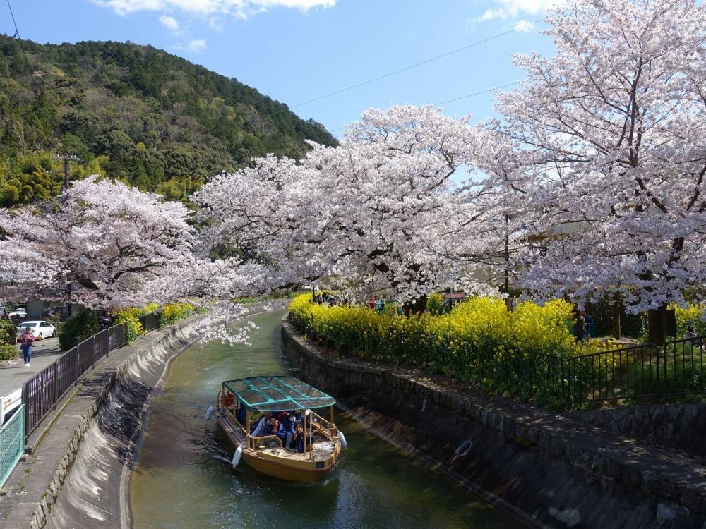 【びわ湖疏水船：三井寺便】春シーズン先行予約権（１名様分の先行予約の権利と乗船引換券）