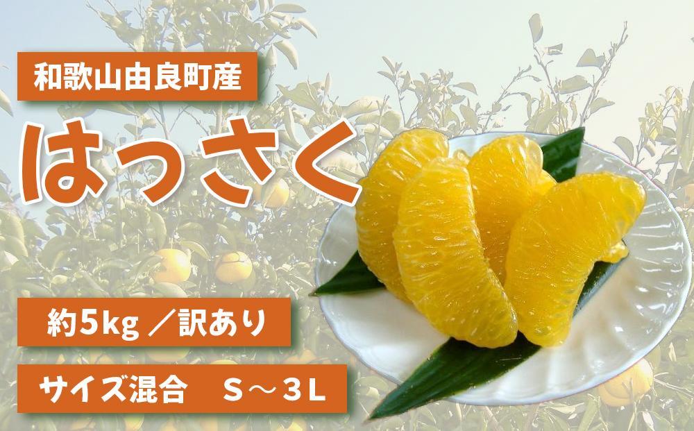 和歌山由良町産 はっさく 約5kg (訳あり)(御家庭用) サイズ混合 (S～３L)