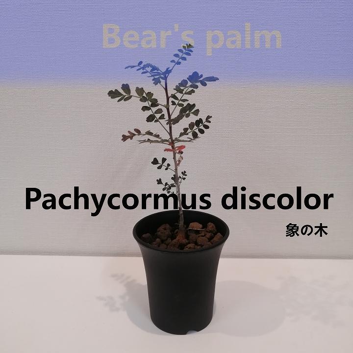 象の木　Pachycormus discolor_栃木県大田原市生産品_Bear‘s palm