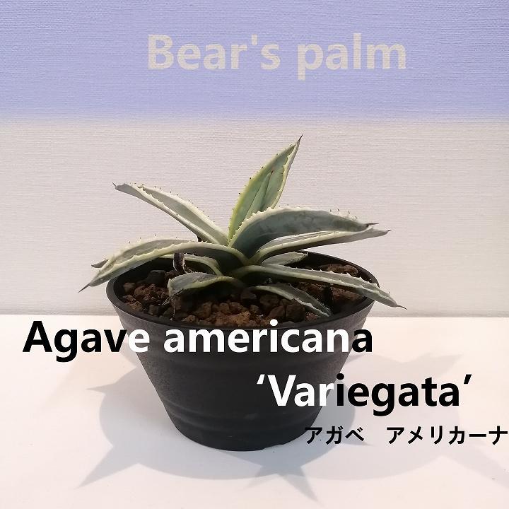 アガベアメリカーナ　Agave americana Variegata_栃木県大田原市生産品_Bear‘s palm