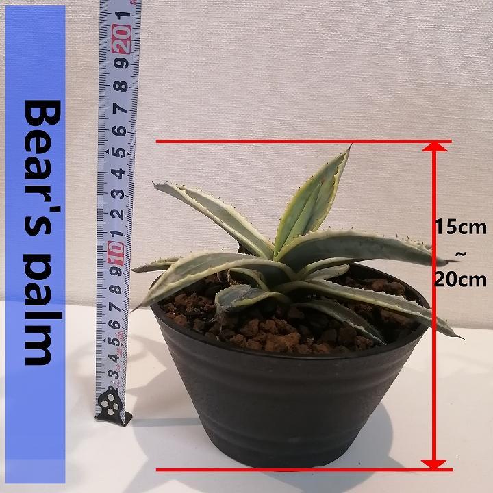 アガベアメリカーナ Agave americana Variegata_栃木県大田原市生産品_Bear's palm | JTBのふるさと納税サイト  [ふるぽ]