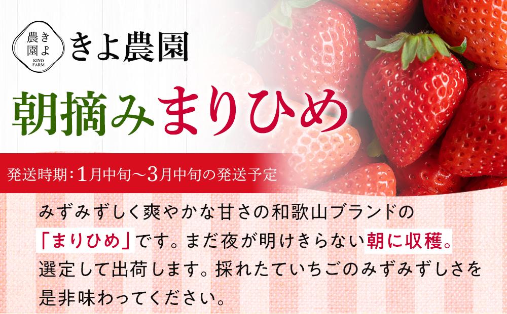 特大まりひめイチゴ 朝摘 6個～11個入×2パック【2025年1月中旬頃より ...