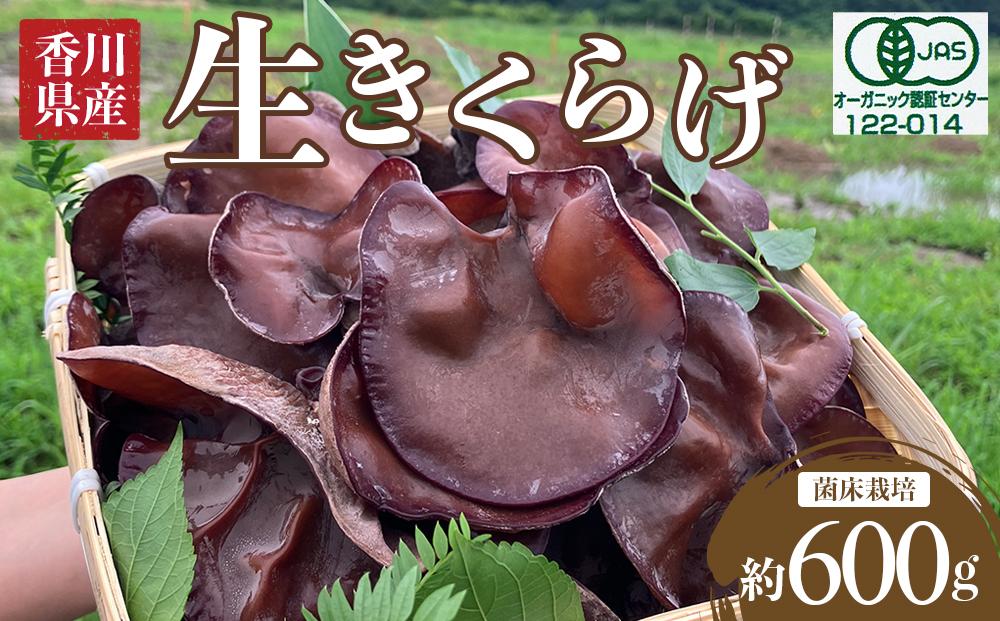 香川県産　王越の有機生きくらげ（菌床栽培）約600ｇ