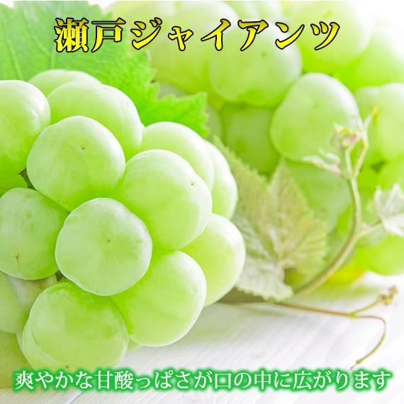 紀州かつらぎ山の瀬戸ジャイアンツ 約2kg［2025年8月中旬以降発送予定］［UT30］