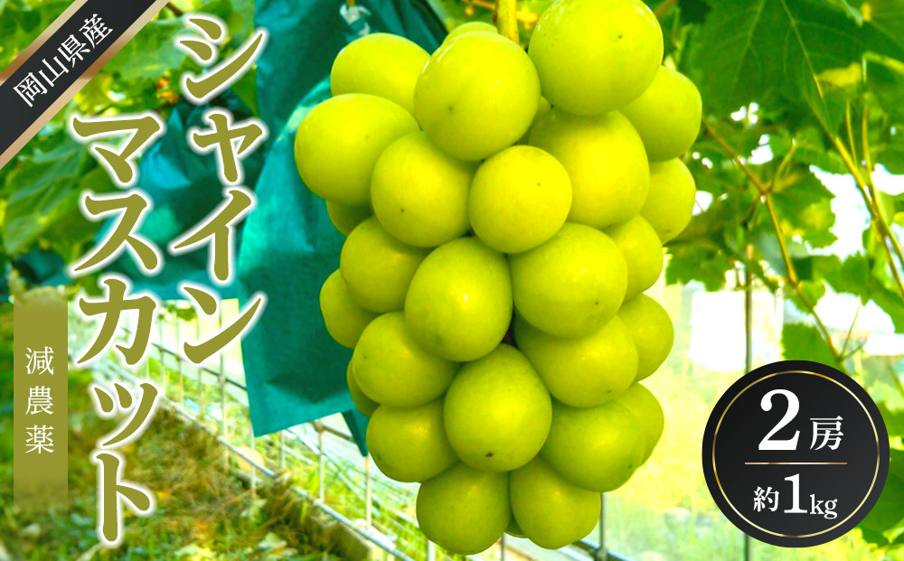 ぶどう&nbsp;2026年&nbsp;&nbsp;シャイン&nbsp;マスカット&nbsp;約1kg&nbsp;2房&nbsp;減農薬&nbsp;ハウス栽培&nbsp;ブドウ&nbsp;葡萄&nbsp;&nbsp;岡山県産&nbsp;国産&nbsp;フルーツ&nbsp;果物&nbsp;ギフト&nbsp;ばんの農園