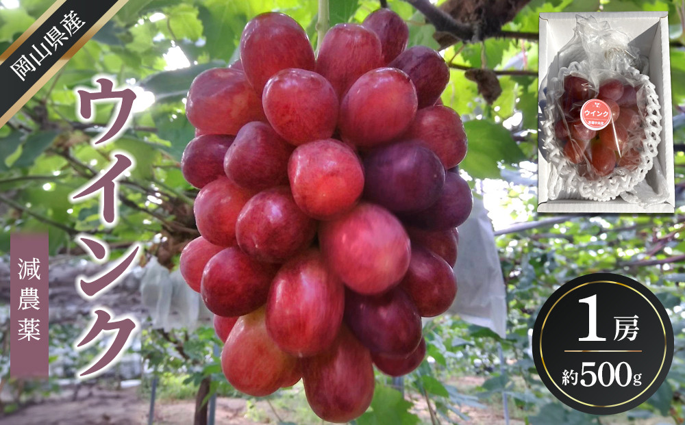 ぶどう&nbsp;2026年&nbsp;&nbsp;ウインク&nbsp;1房&nbsp;約500g&nbsp;&nbsp;減農薬&nbsp;ハウス栽培&nbsp;ブドウ&nbsp;葡萄&nbsp;&nbsp;岡山県産&nbsp;国産&nbsp;フルーツ&nbsp;果物&nbsp;ギフト&nbsp;&nbsp;ばんの農園