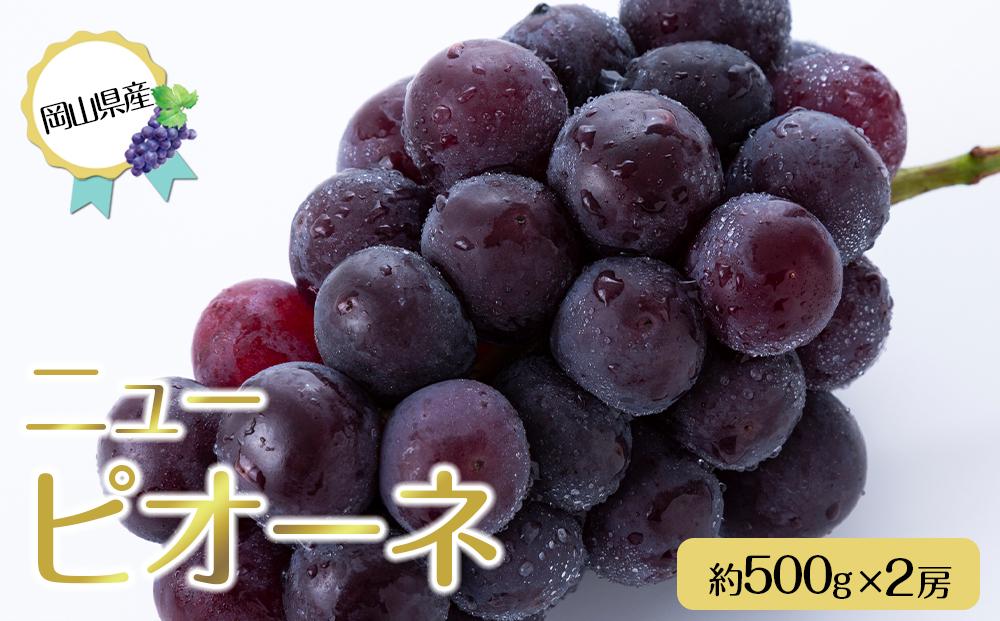 岡山県産 ぶどう 2025年 先行予約 ニュー ピオーネ 約500g×2房 種無し ブドウ 葡萄 フルーツ 果物 ギフト